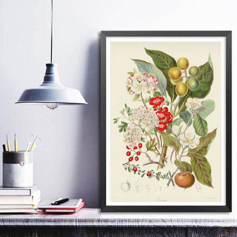 مجموعة ملصقات وطباعات نباتية ع - مراجعة Vintage Collectible Posters وسعره