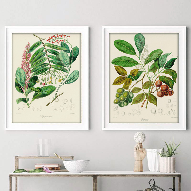 مجموعة ملصقات وطباعات نباتية ع - مراجعة Vintage Collectible Posters وسعره